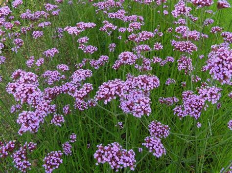 Pianta di verbena fiorita