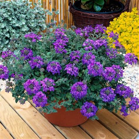 Verbena in vaso svernata