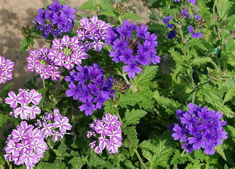 Tipi di fiori di verbena