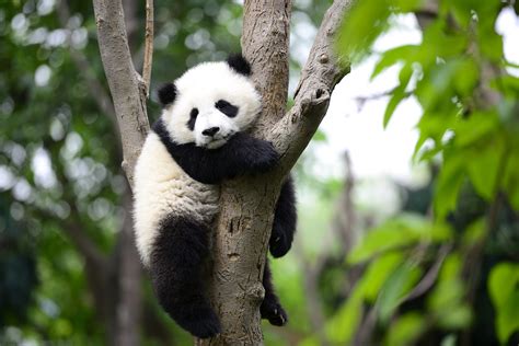 Panda gigante in natura