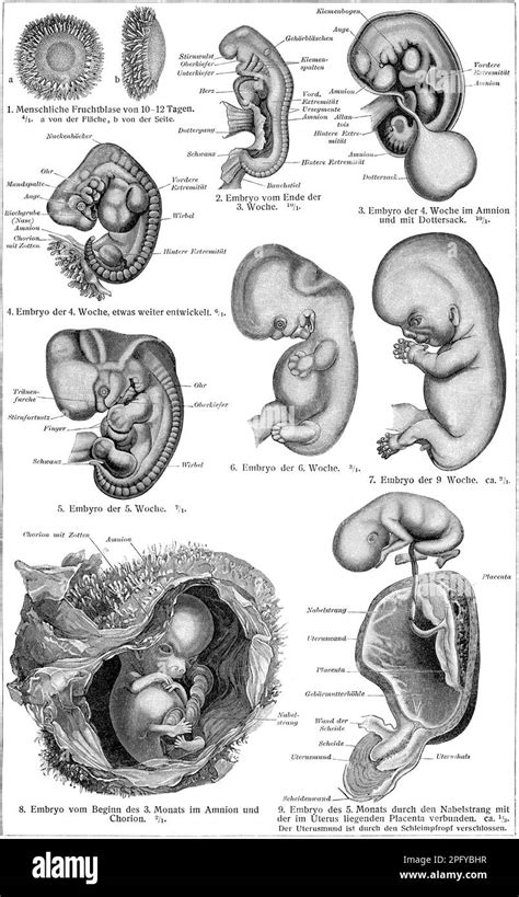 Schema di un embrione chimera