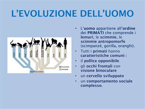 Diagramma che illustra la vicinanza genetica tra uomo e scimmia