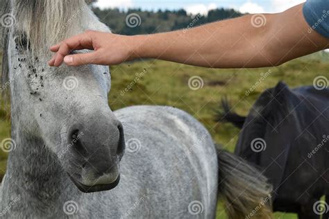 un contadino che si prende cura di un cavallo