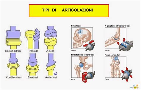 Schema delle tre principali tipologie di articolazioni: sinartrosi, anfiartrosi, diartrosi