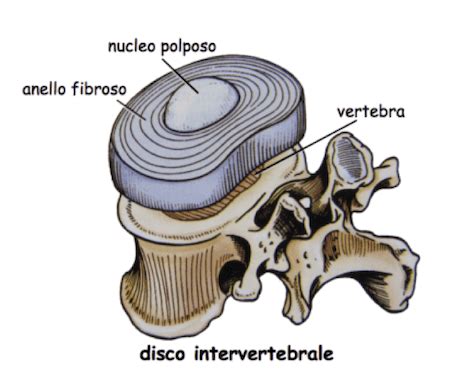 Sezione trasversale di un disco intervertebrale tra due vertebre