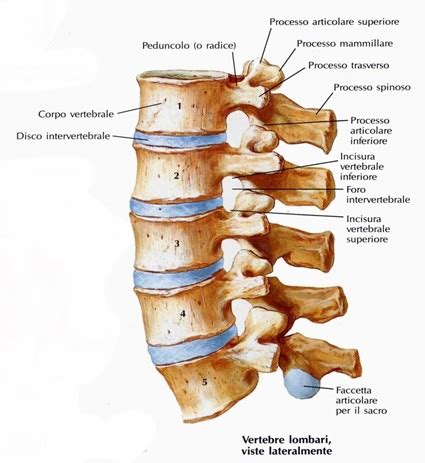 Diagramma che illustra la colonna vertebrale con i dischi intervertebrali evidenziati
