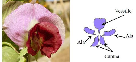 Schema di una corolla papilionacea con vessillo, ali e carena