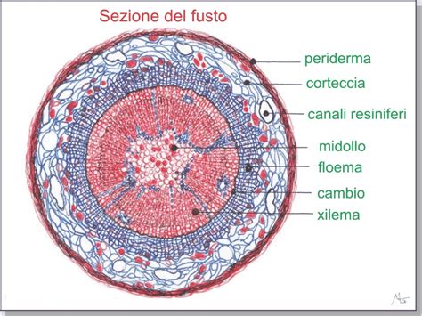 Sezione trasversale di un fusto quadrangolare tipico delle Lamiaceae