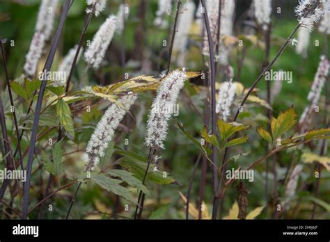 Rappresentazione di una pianta di Actaea con fiori clavati