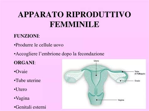 Struttura dell'apparato riproduttivo femminile