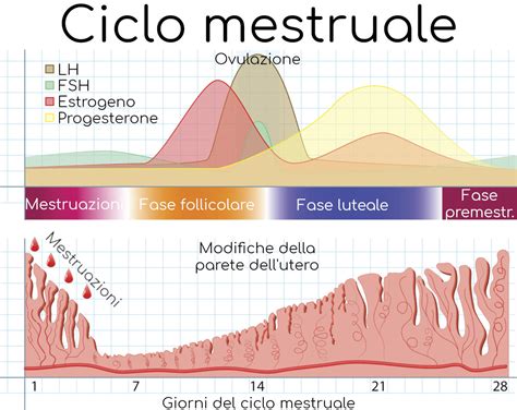 Ciclo mestruale e variazioni ormonali