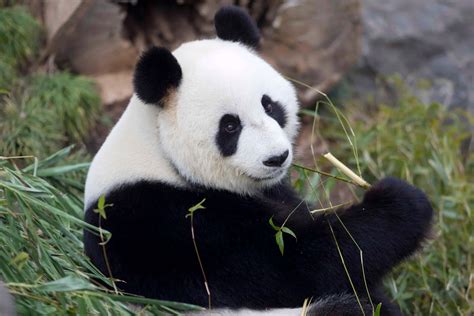 Panda nel suo habitat naturale con cielo stellato
