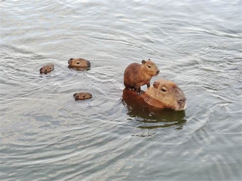 Capibara che si rilassa in acqua