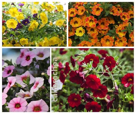 Confronto tra fiori di Petunia e Calibrachoa