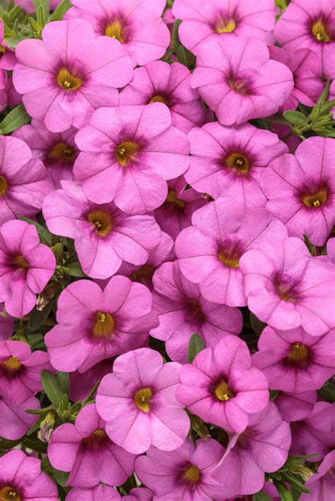 Varietà di Calibrachoa Superbells in diverse colorazioni