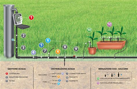 Schema di irrigazione e concimazione per Calibrachoa