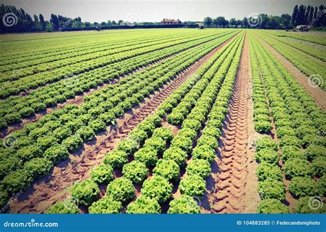 Campo coltivato con motozappa