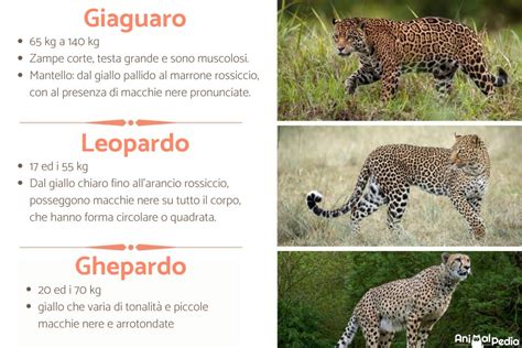 Confronto tra ghepardo, leopardo e giaguaro