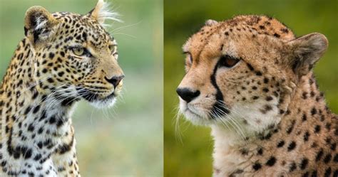 Rosette del giaguaro a confronto con quelle del leopardo