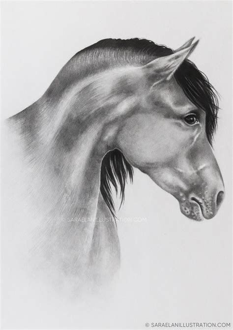 Disegno di un Pumapardo