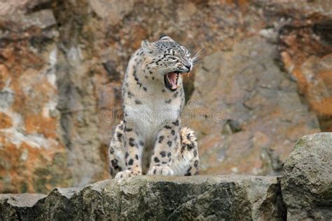 Leopardo delle nevi nel suo habitat montano