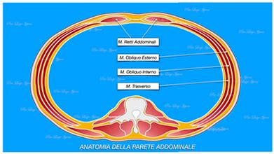 Anatomia della parete addominale con evidenziata la linea alba