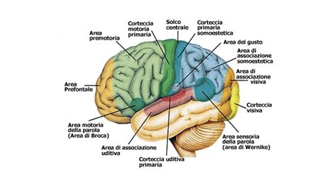Rappresentazione cerebrale delle aree del piacere