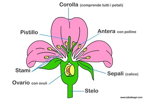 Sezione trasversale di un fiore con le sue parti principali