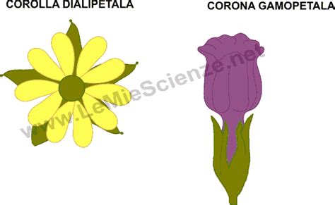 Esempi di corolla dialipetala e gamopetala