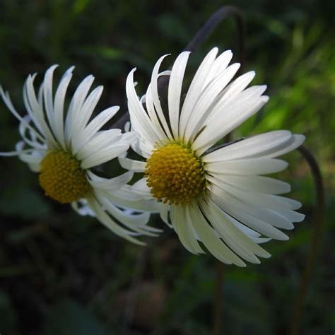 Differenze tra fiore tubuloso e ligulato nelle Asteraceae