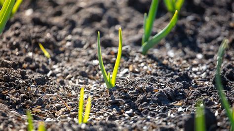 Campo di aglio pronto per la raccolta