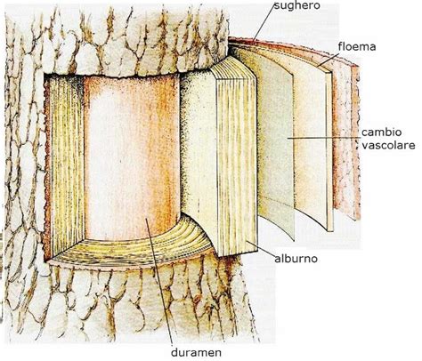 Disegno di un fusto quadrangolare di Lamiaceae