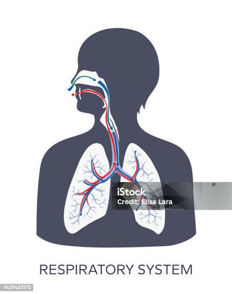 Diagramma che mostra il sistema respiratorio umano e come l'asma lo influenza