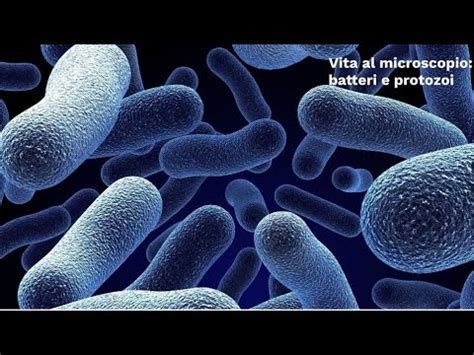 Microscopio che mostra batteri Ureaplasma