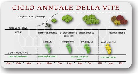 Diagramma: Ciclo di vita dei ricambi auto (nuovo vs usato)