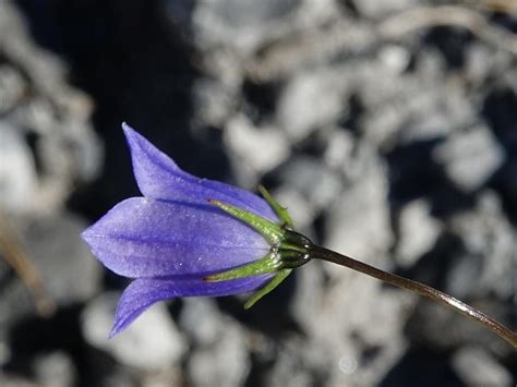 Corolla gamopetala di una campanula