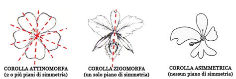 Fiore con corolla zigomorfa (es. Orchidea)