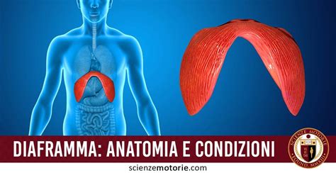 Diagramma anatomico del diaframma umano