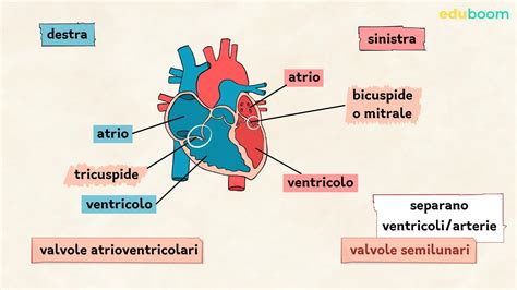 Diagramma stilizzato del cuore con evidenziate le camere atriali e ventricolari