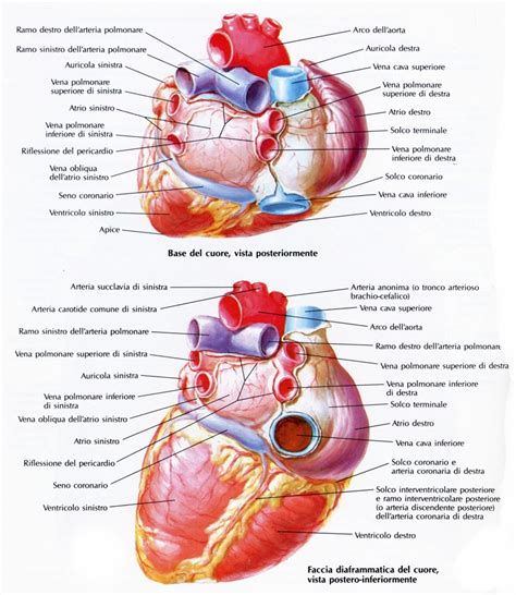Vista anatomica dell'atrio sinistro con le vene polmonari e le linee di ablazione