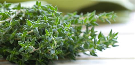 Assortimento di erbe aromatiche tra cui il timo essiccato