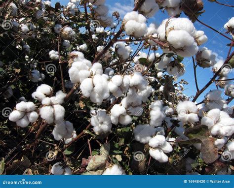 Pianta di cotone in fiore con capsule mature