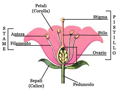 Schema della struttura di un fiore di cotone