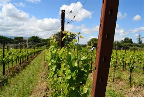 Arpe eoliche in un vigneto