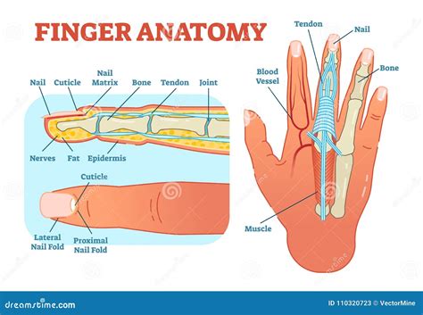 illustrazione anatomica del dito con focus sulla cuticola e le aree periungueali