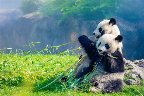 Mappa dell'habitat naturale del panda gigante