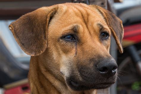 Cane che piange con il padrone