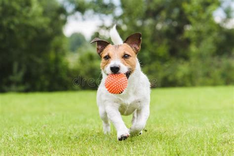 Cane che gioca con un rompicapo