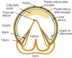 Struttura anatomica dello zoccolo di cavallo