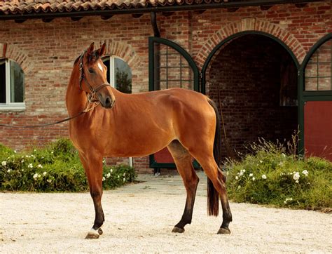 Cavallo con zoccoli ben curati
